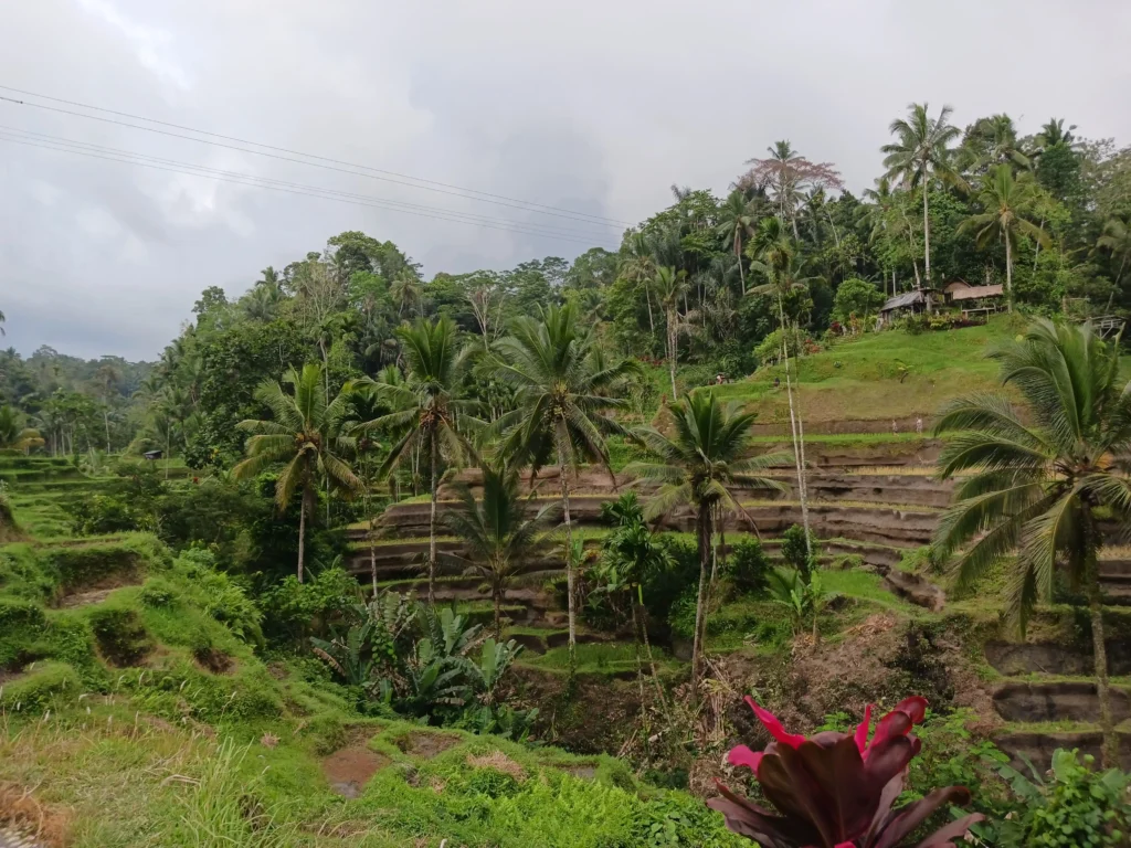 Ceiking rice terrace
