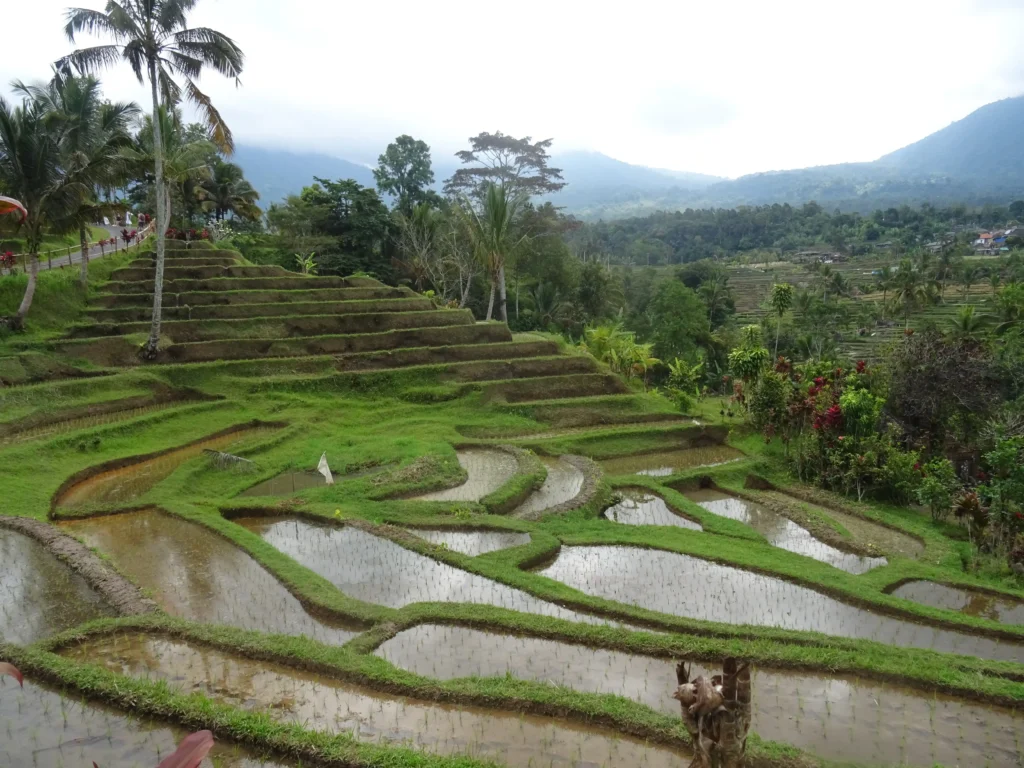 Itinerario por Indonesia: Jatiluwih 