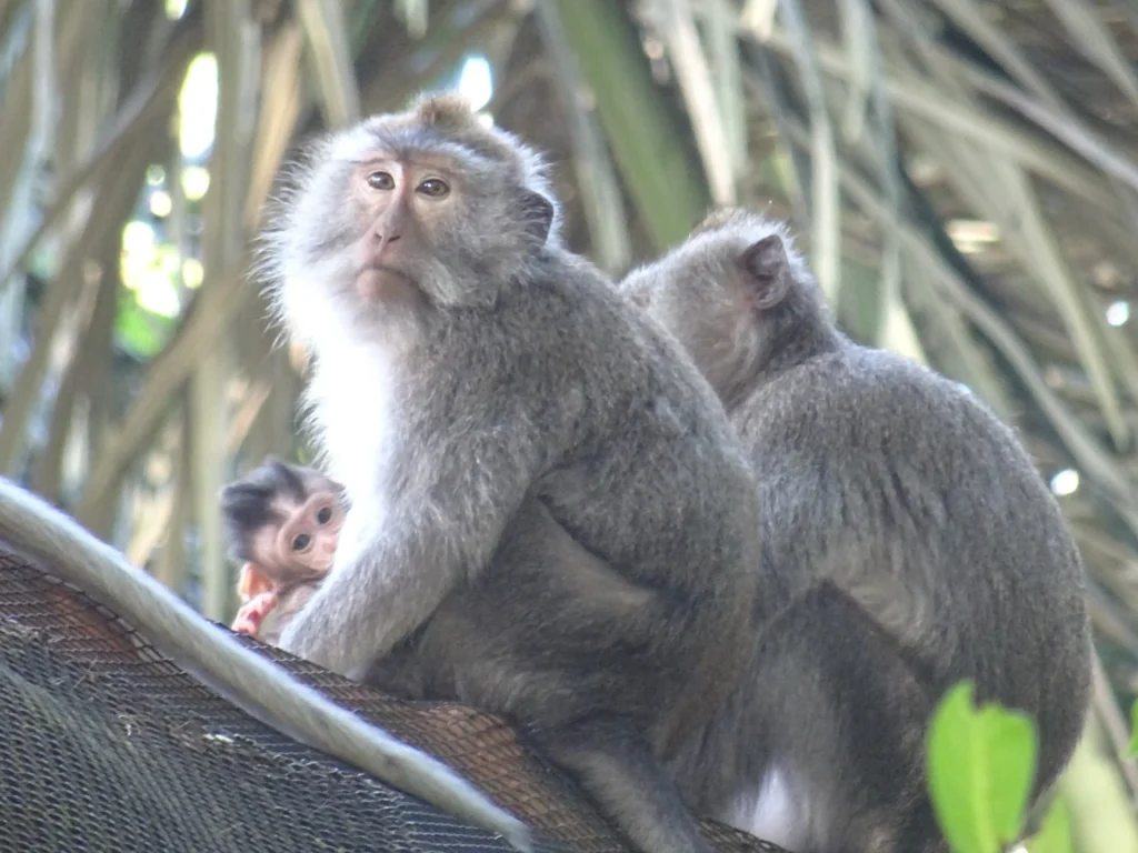 Mono bebé Monkey Forest