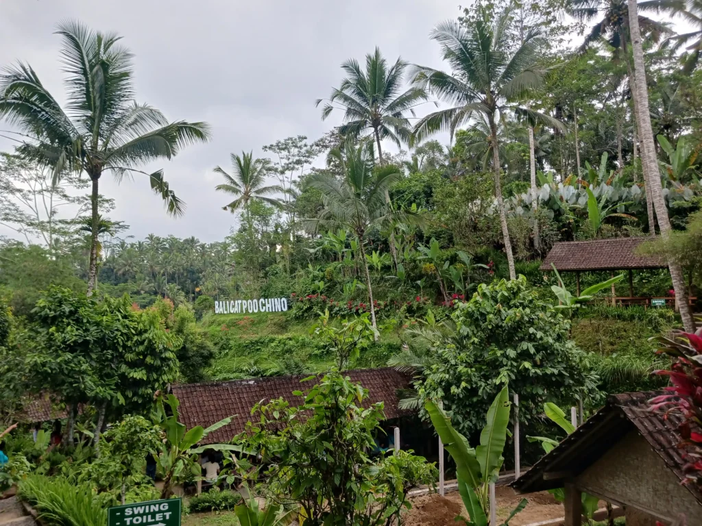 Itinerario por Indonesia: Satria Luwak Coffee