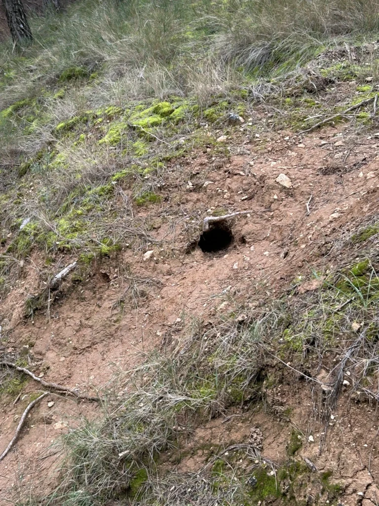nos encontramos madrigueras durante toda la subida
