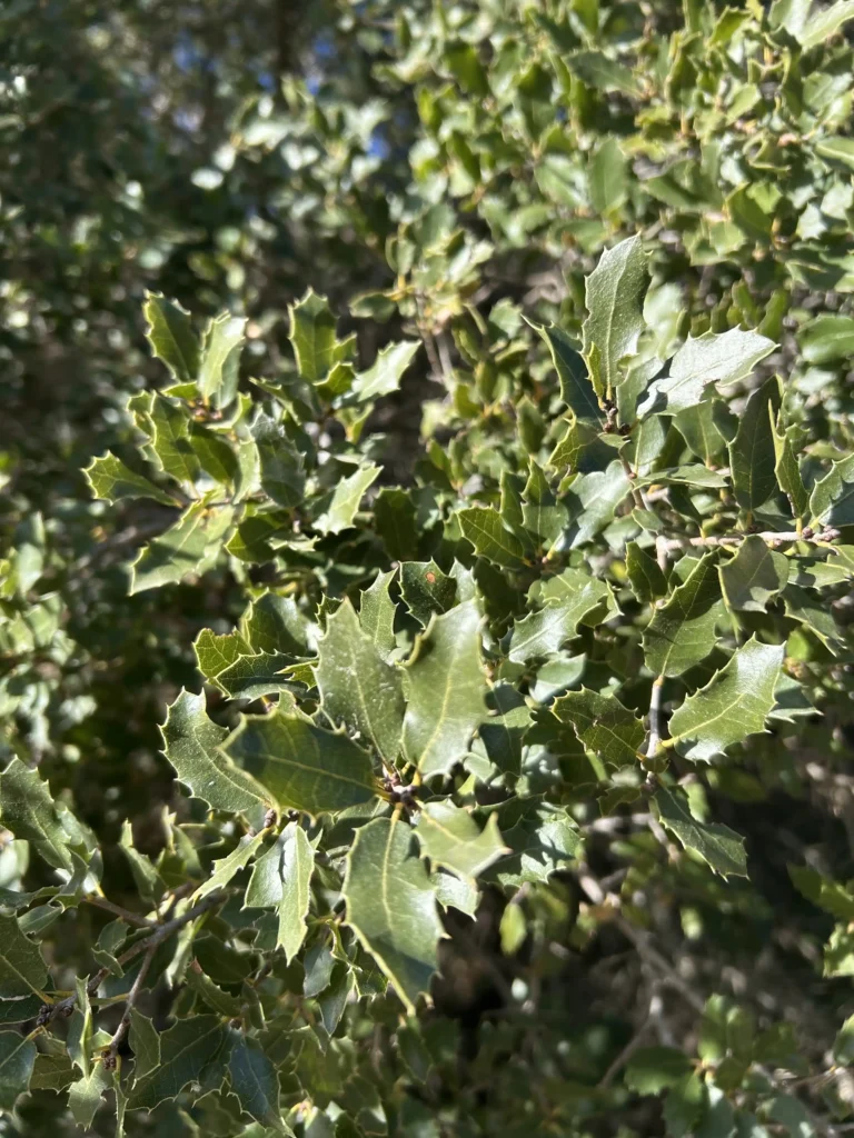 Roble en el camino de Entrepeñas a Auñón